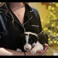 Border Collie - Both