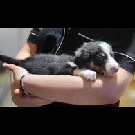 Border Collie - Both