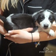 Border Collie - Both