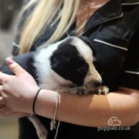 Border Collie - Both