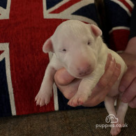 Bull Terrier - Both