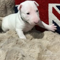 Bull Terrier - Both