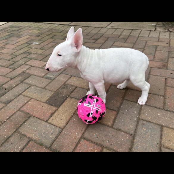 Bull Terrier - Both