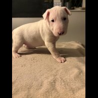 Bull Terrier - Both