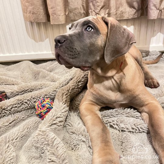 Cane Corso - Both