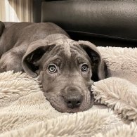 Cane Corso - Both