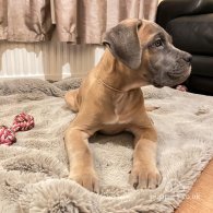 Cane Corso - Both