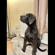 Cane Corso - Both