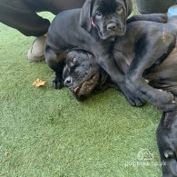 Cane Corso - Both