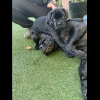 Cane Corso - Both