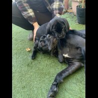 Cane Corso - Both