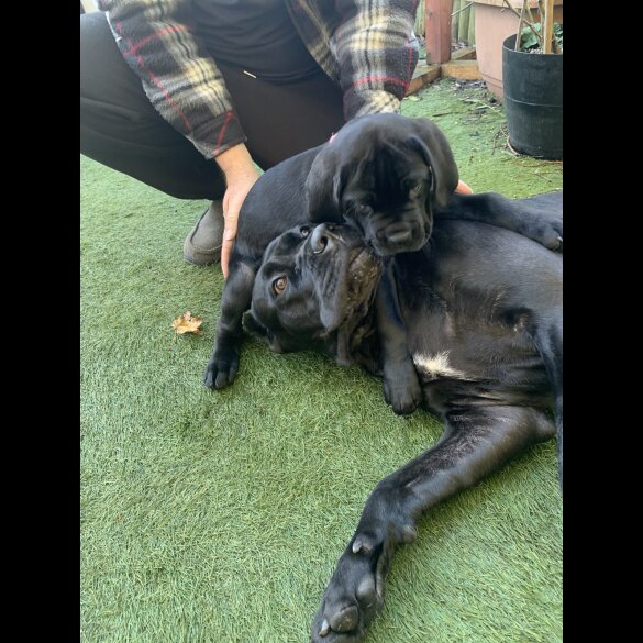 Cane Corso - Both