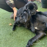 Cane Corso - Both