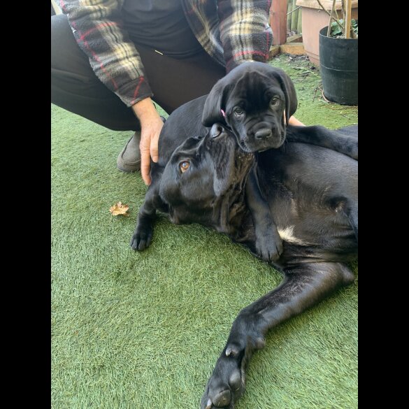 Cane Corso - Both