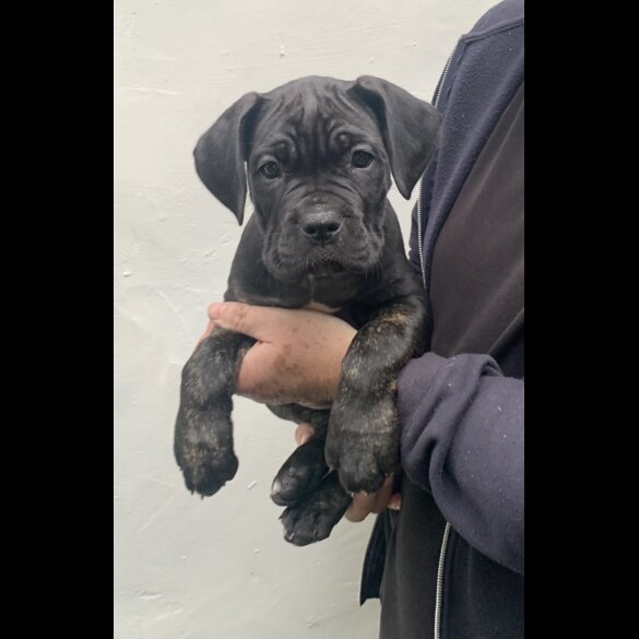 Cane Corso - Both