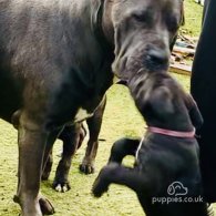 Cane Corso - Both