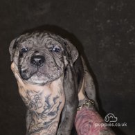 Cane Corso - Both