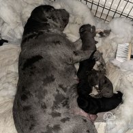 Cane Corso - Both