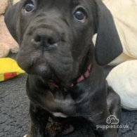 Cane Corso - Both