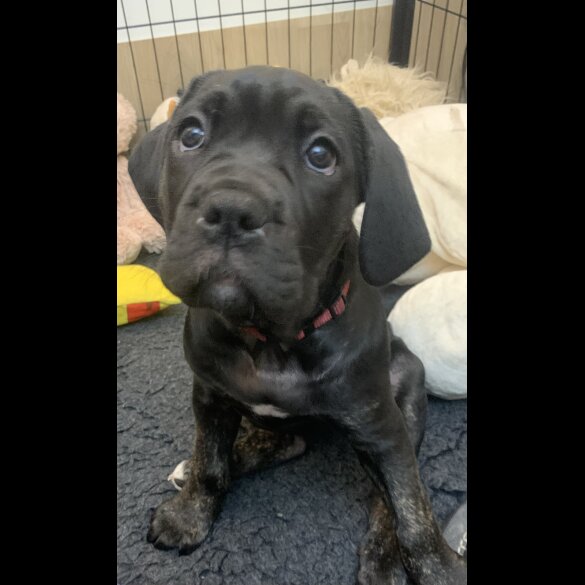 Cane Corso - Both