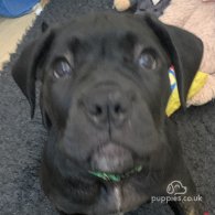 Cane Corso - Both