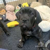 Cane Corso - Both