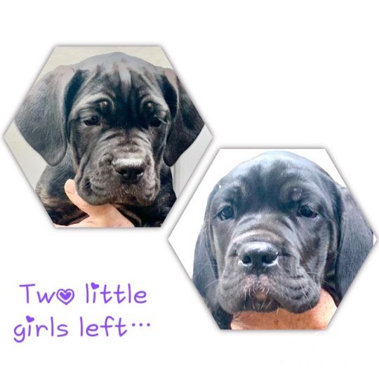 Cane Corso - Both