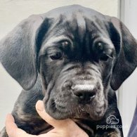 Cane Corso - Both