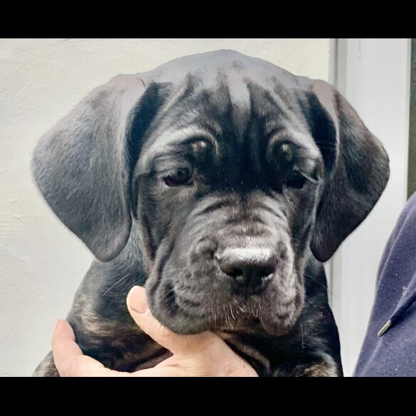 Cane Corso - Both