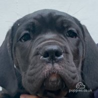 Cane Corso - Both