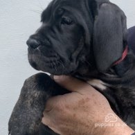 Cane Corso - Both