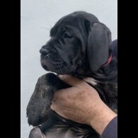 Cane Corso - Both