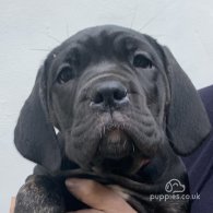 Cane Corso - Both