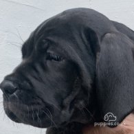 Cane Corso - Both