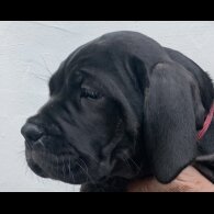 Cane Corso - Both