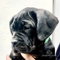 Cane Corso - Both