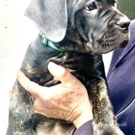 Cane Corso - Both