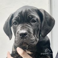 Cane Corso - Both