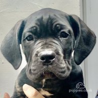 Cane Corso - Both