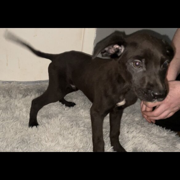 Cane Corso - Both