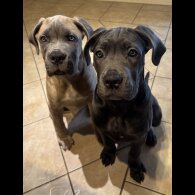 Cane Corso - Both