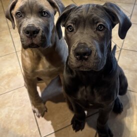 Cane Corso - Both