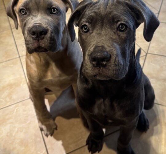 Cane Corso