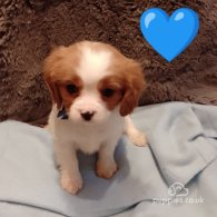 Cavalier King Charles Spaniel - Both