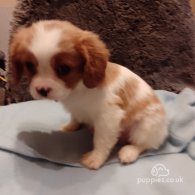 Cavalier King Charles Spaniel - Both