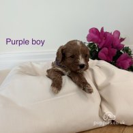 Cavapoo - Both