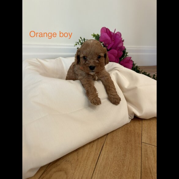 Cavapoo - Both