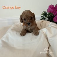 Cavapoo - Both