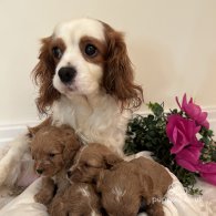 Cavapoo - Both