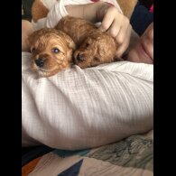 Cavapoo - Both